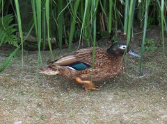 Laysan Duck